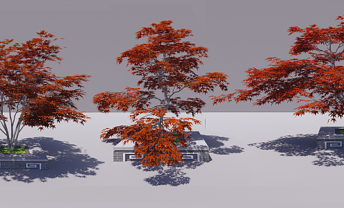 Modern Maple Red Maple 3d model