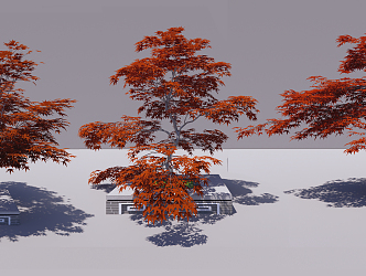 Modern Maple Red Maple 3d model