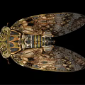 Close Up View Of Cicada With Detailed Body Patterns And Textured Wings On Black Background