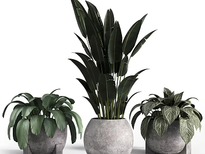 Bonsai Potted Plants In Concrete Pots With Broad Leaves And Striped Foliage For Modern Decor 3d model