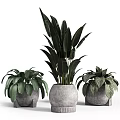 Bonsai Potted Plants In Concrete Pots With Broad Leaves And Striped Foliage For Modern Decor