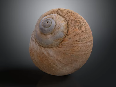 Natural Brown Spiral Snail Shell With Rough Textured Surface And Organic Shape 3d model