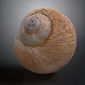 Natural Brown Spiral Snail Shell With Rough Textured Surface And Organic Shape 3d model
