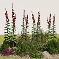 Tall Red Foxglove Surrounded by Low Purple Orange Flowers Green Herbs Stones and Mulch