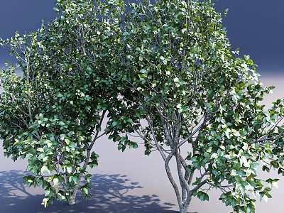 Lush Green Arbor Featuring Dense Foliage and Intricate Branch Structure with Natural Beauty 3d model