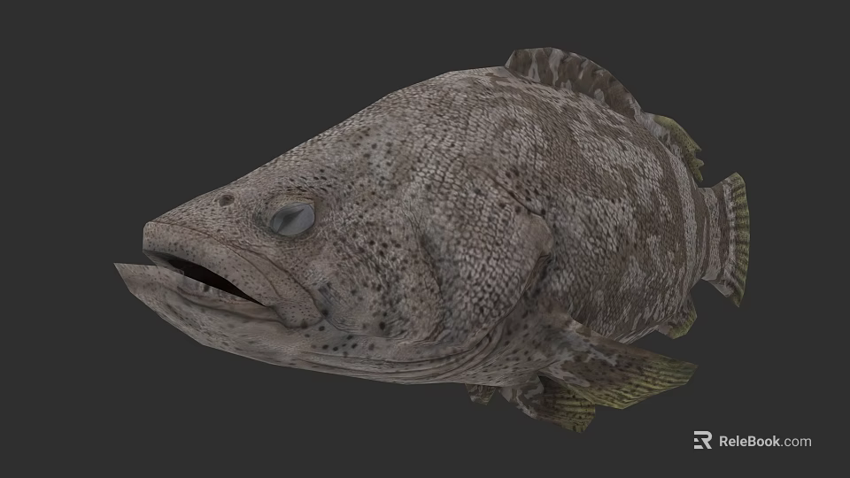 Detailed 3D Grouper Fish Model with Spotted Skin Open Mouth and Prominent Eyes 3d model 