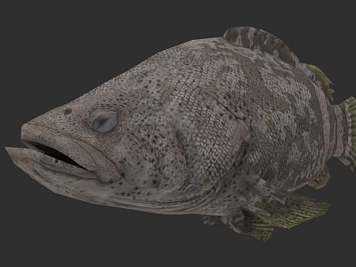 Detailed 3D Grouper Fish Model with Spotted Skin Open Mouth and Prominent Eyes 3d model