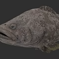 Detailed 3D Grouper Fish Model with Spotted Skin Open Mouth and Prominent Eyes