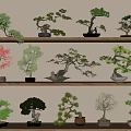 Beautiful Various Bonsai Trees Displayed on Wooden Shelves with Ceramic Pots