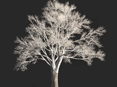 autumn and winter plants shrub tree snow cover 3d model