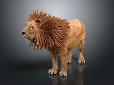 Fluffy Mane Lion Standing On Gray Background With Reflection Effect 3d model