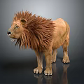 Fluffy Mane Lion Standing On Gray Background With Reflection Effect