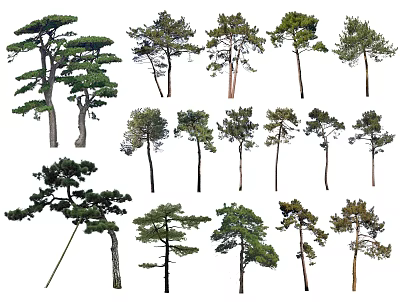 Various Collection of Arbor Trees with Diverse Crown Shapes Trunk Sizes and Foliage Types 3d model