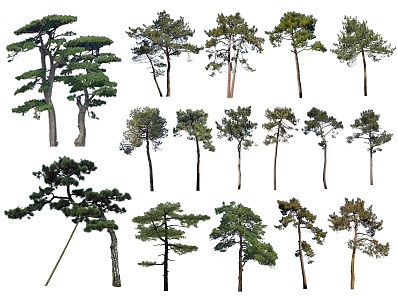 2D Black Pine Modeling Pinus tabulaeformis Yingke Pine Pohan Pine Modeling Tree Landscape Tree Arbor Shrub Plants 3d model