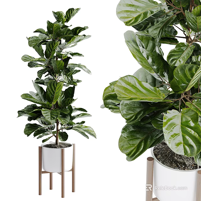 Fiddle Leaf Fig Potted Plants With Large Green Leaves In White Pots And Wooden Stands 3d model 