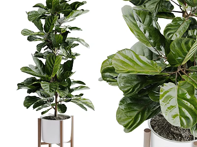 Fiddle Leaf Fig Potted Plants With Large Green Leaves In White Pots And Wooden Stands 3d model