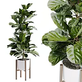 Fiddle Leaf Fig Potted Plants With Large Green Leaves In White Pots And Wooden Stands