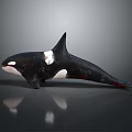 Black And White Orca Whale With Dorsal Fin Swimming Pose On Gray Reflective Surface