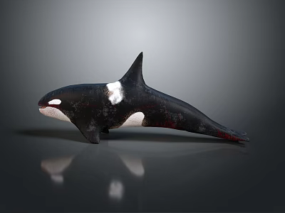 Black And White Orca Whale With Dorsal Fin Swimming Pose On Gray Reflective Surface 3d model