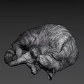 Fluffy Grey Cat Curled Up Sleeping Peacefully On Soft Surface