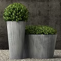 Multiple Lush Round Shaped Bonsai Potted Plants in Gray Concrete Pots With Dense Green Leaves