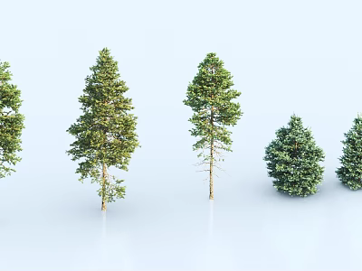 Diverse Plant Combination With Tall Pine And Small Spruce Trees Arranged 3d model