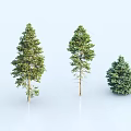 Diverse Plant Combination With Tall Pine And Small Spruce Trees Arranged 3d model