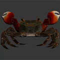 Red Clawed Crab With Dark Body And Detailed Legs On Dark Background