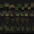 Collection of Various Ornamental Grass and Herb Plant Varieties With Diverse Shapes