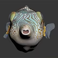 Colorful Striped Pufferfish Featuring Vibrant Patterns Bulging Eyes And Open Mouth