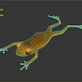 Orange Frog Lying On Shiny Smooth Surface With Yellow Eyes And Clear Reflection