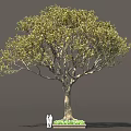 Tall Arbor With Lush Foliage Thick Trunk And Two People Standing Near Green Plants