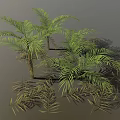 Lush Palm Trees With Green Feathery Leaves Brown Trunks And Scattered Leaves In 3D Render