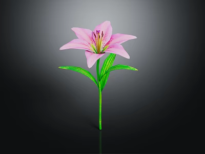 Single Beautiful Pink Lily With Pink Petals Green Stem And Fresh Leaves 3d model