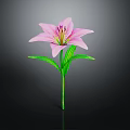 Single Beautiful Pink Lily With Pink Petals Green Stem And Fresh Leaves
