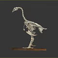 Complete Bird Skeleton Displayed on Wooden Base with Dark Background