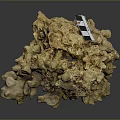 Yellow Coral Formation With Checkerboard Scale In Marine Aquatic Animal Habitat