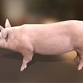 Adorable Pink Pig With Big Ears Standing On Green Grass Field