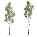 The Modern Tree 3d model