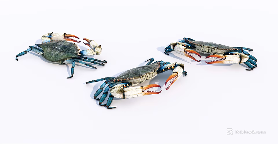 Three Aquatic Crabs With Blue Green Shells And Orange Claws On White Background 3d model 