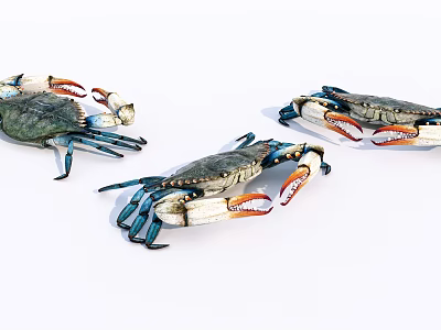 Three Aquatic Crabs With Blue Green Shells And Orange Claws On White Background 3d model