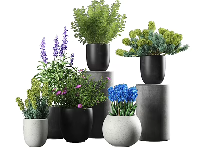 Varied Potted Plants With Black White Pots And Cylindrical Stands Featuring Flowering Green Foliage 3d model