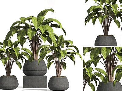 Modern Indoor Potted Plant Green Plant Potted Plant Outdoor Green Plant Potted Plant Potted Plant Potted Plant Potted Plant Potted Plant 3d model