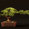 Bonsai Pine Tree With Curved Trunk And Lush Green Foliage In Brown Carved Ceramic Pot