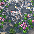 Garden Landscape With Koi Fish Swimming Among Pink Lotus Flowers Green Leaves Pebbles And Stones
