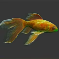 Vibrant Golden Fish With Flowing Orange Tail Swimming On Dark Background With Reflection