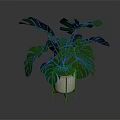 Large Leaf Monstera Plant In Decorative Pot With Wooden Stand
