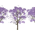 Stunning Purple Flowering Trees With Lush Blooms And Falling Petals