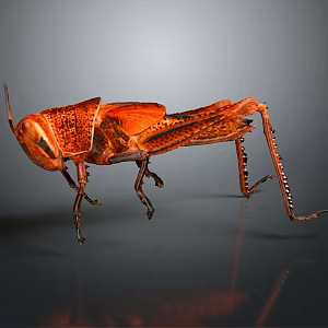grasshopper insect cartoon locust animation locust anime locust anime game character 3d model