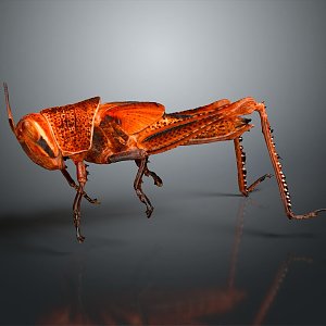 grasshopper insect cartoon locust animation locust anime locust anime game character 3d model